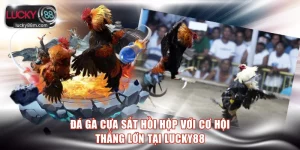 Đá gà cựa sắt