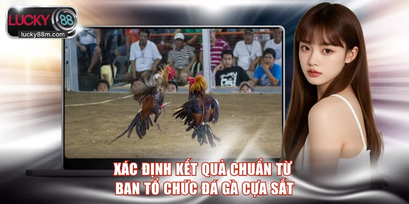 Xác định kết quả chuẩn từ ban tổ chức đá gà cựa sắt